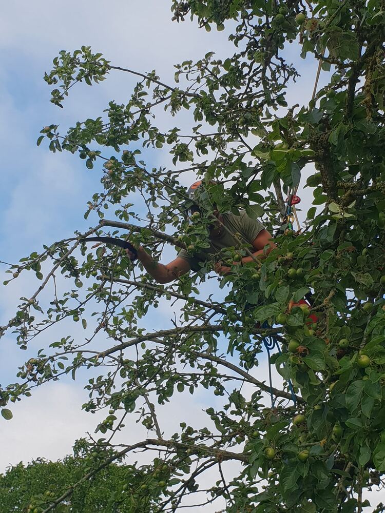 Boomverzorger hangt in de kruin van een fruitboom tijdens snoeiwerken
