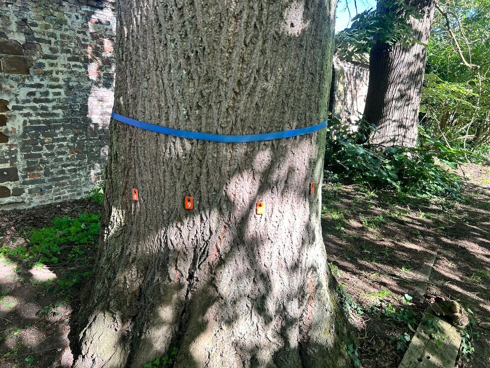 Stam van een oude boom met een blauwe band en genummerde punten voor inspectie