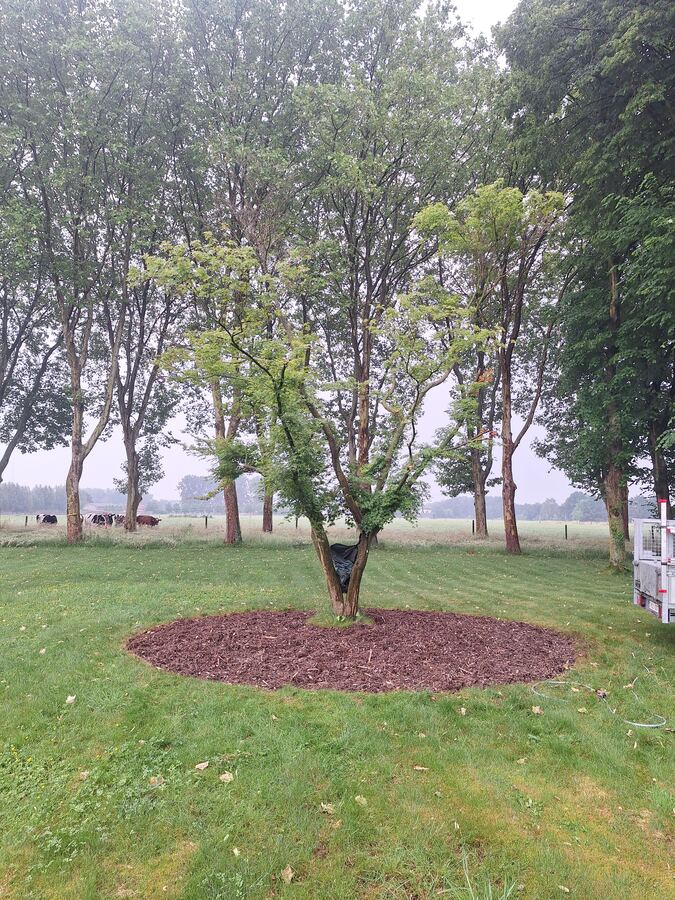 Dezelfde boom met een ring van houtsnippers rond de stamvoet