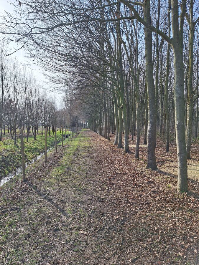 Dezelfde bosdreef met opgekroonde bomen en meer doorrijhoogte